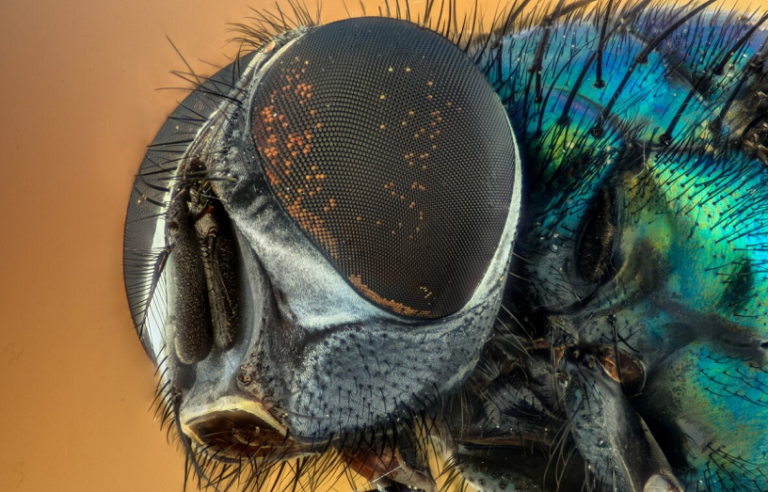 How many eyes does a fly have?
